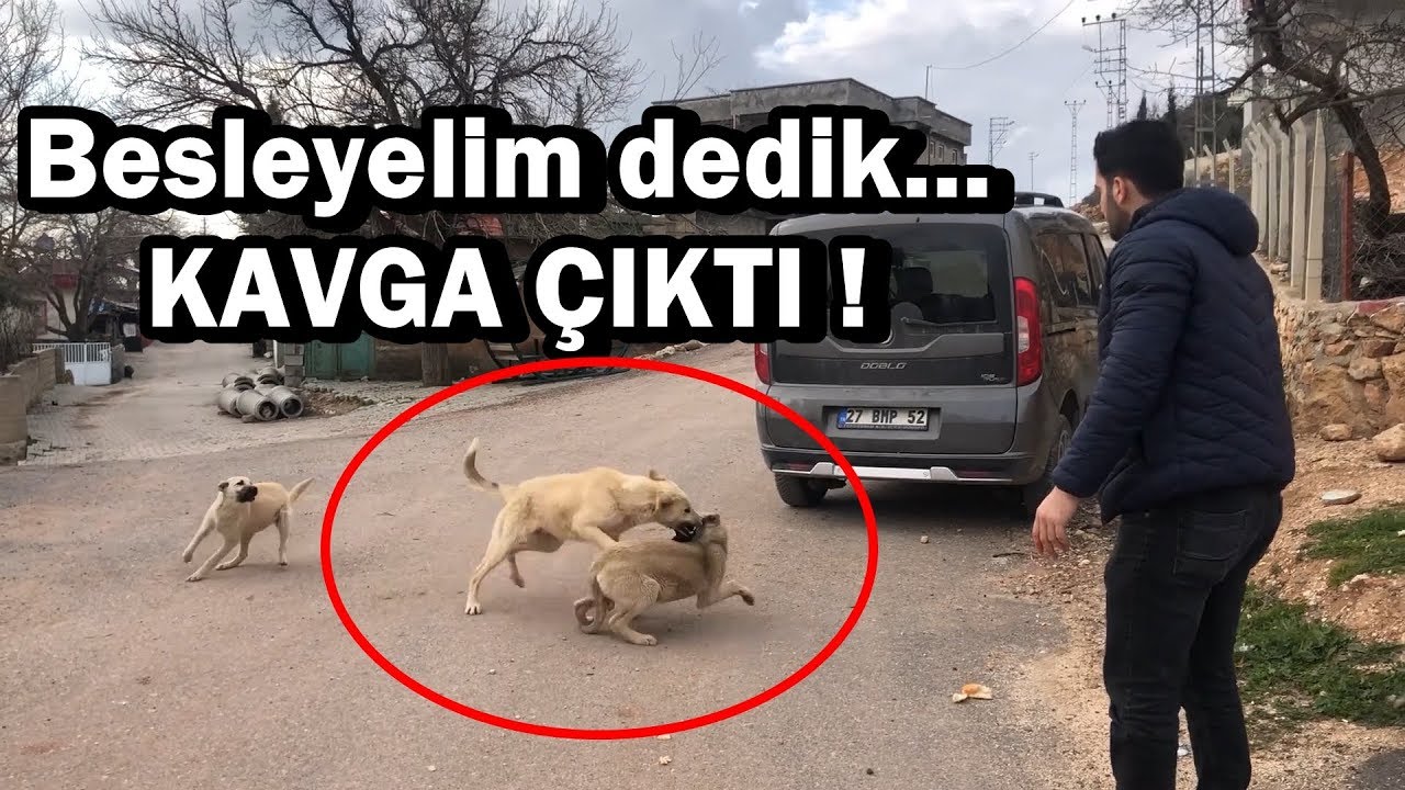 Ac Kopekleri Besledim Kavga Cikti Youtube