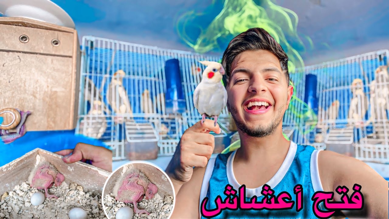 جولة في غرفة طيور 🦜 فتح أعشاش الكوكتيل والباديجي 😍 ميمكنش شنو القيت 🤯