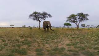 Murchison Falls - Official Teaser #1 - An Elephant&#39;s Intelligence (Short 8K 3D 360 VR Video)