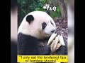 Panda He Hua: I only eat the tenderest tips of bamboo... #Shorts #chinafocus_official