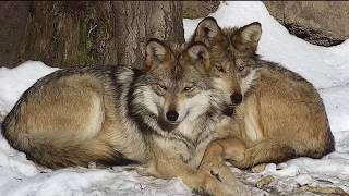 Wolves Hug and Comfort One Another