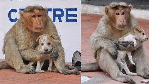 Cảm động tình mẫu tử giữa chú chó hoang và một con khỉ, thế mới thấy động vật tình cảm cỡ nào!