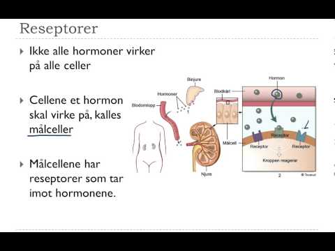 Hormonsystemet