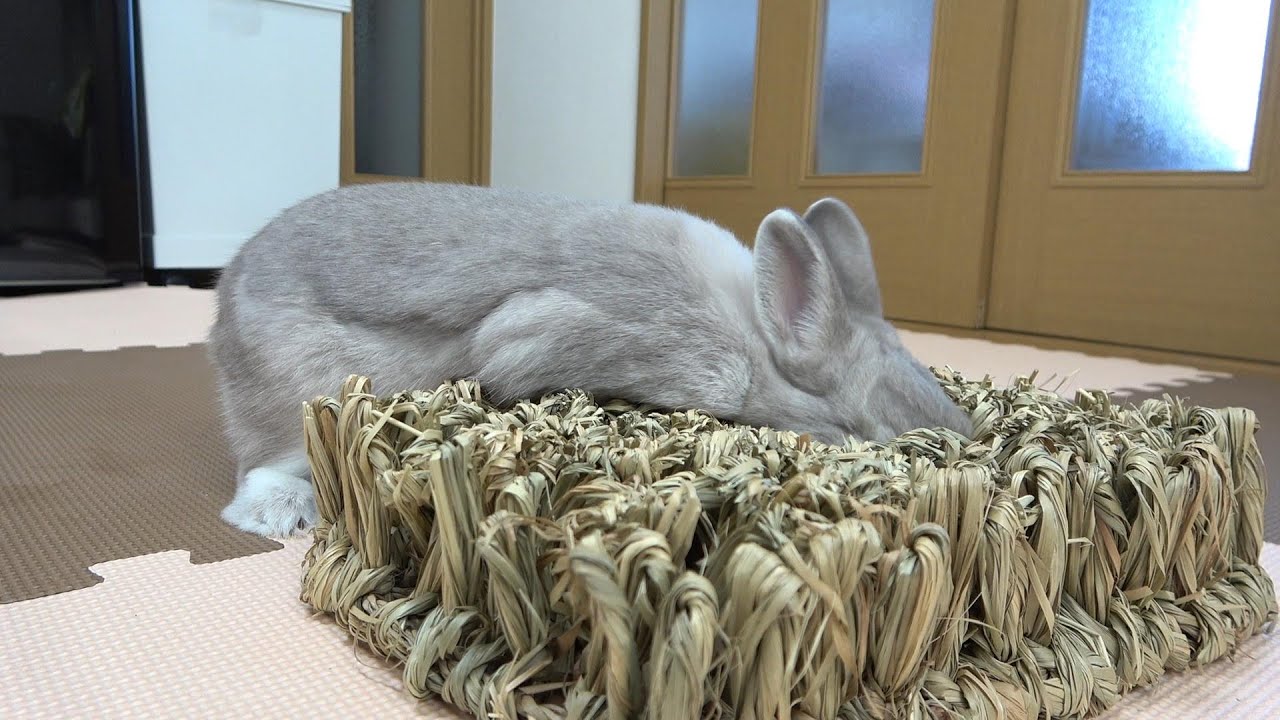 もじゃもじゃマットに隠されたおやつを一生懸命探すうさぎさん