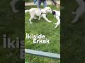 İki erkek köpek karşılaşınca ilk saniyede her şey belli oldu. 🐾
