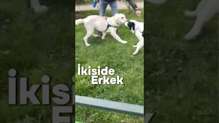 İki erkek köpek karşılaşınca ilk saniyede her şey belli oldu. 🐾