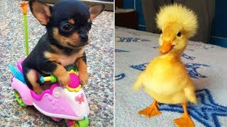 Funniest Animals 2024  Best Funny Cats and Dogs  Part 8 | Cute Baby Dogs