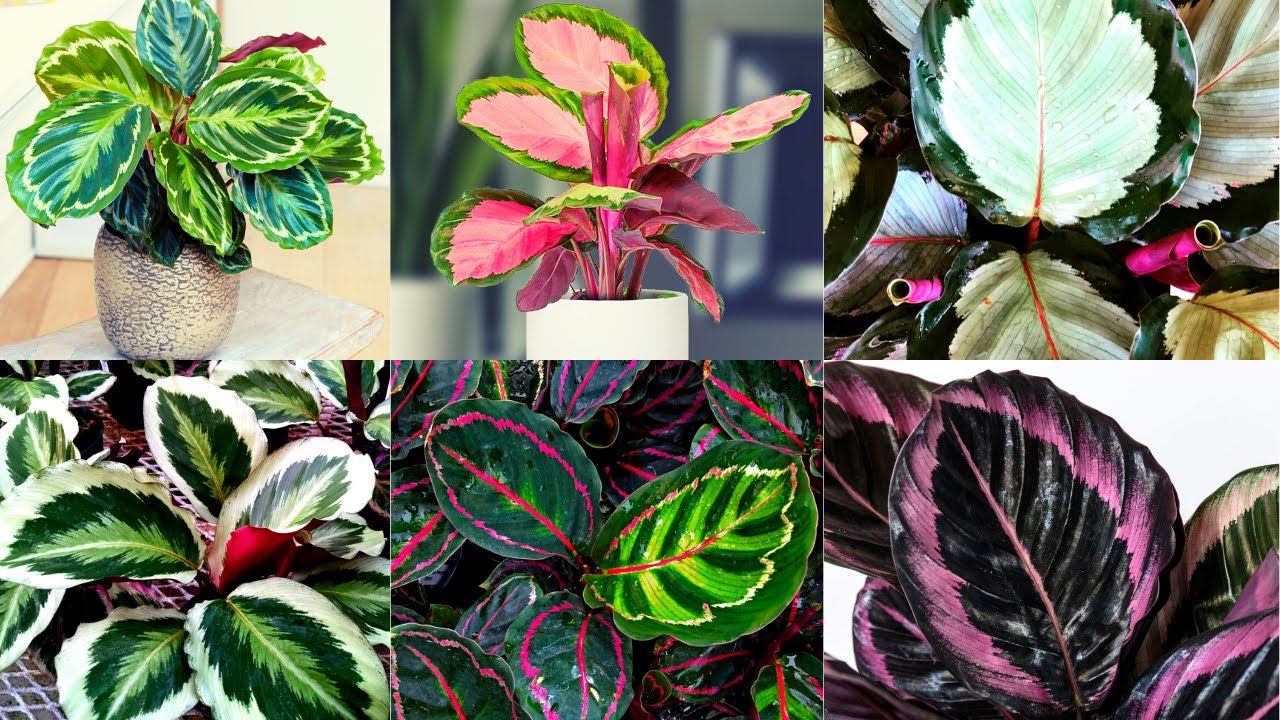 6 VARIEDADES DE CALATEIAS ROSEOPICTAS  - CONHEÇA AS CULTIVARES MAIS RARAS