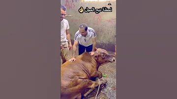 دبح عجل العيد اكسبلور عجول حيوانات حيواناتأليفة حيوانات مضحكة 