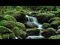 The singing of birds in the forest near the stream. Sounds of nature for relaxation