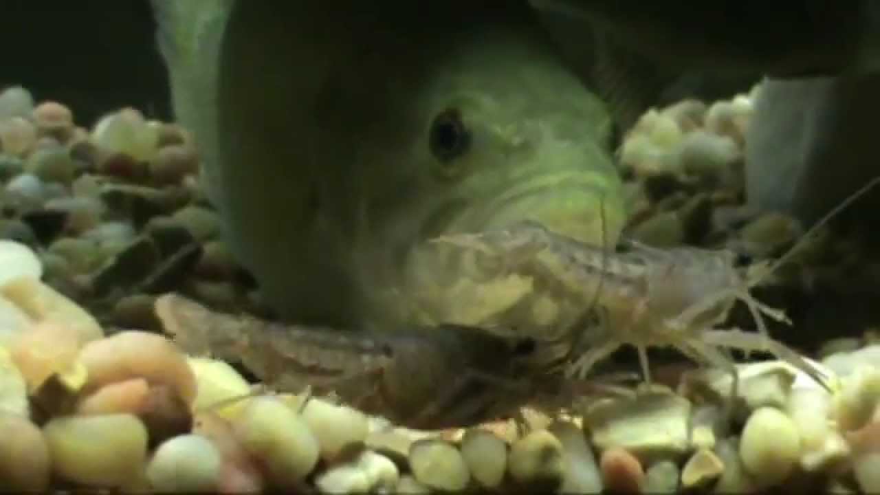 feeding live crawfish to largemouth bass - YouTube