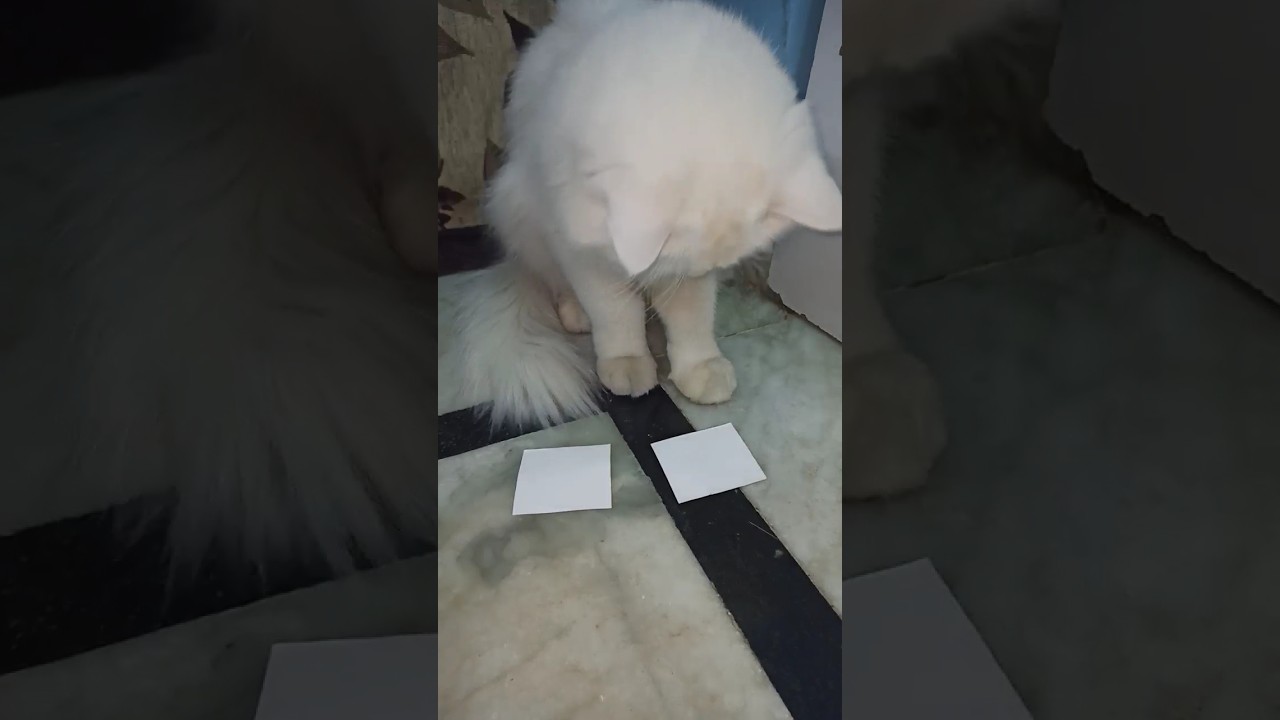 Playing a game with rose|