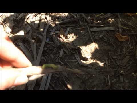 Scouting for Podworms in Soybeans