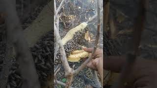 Kombu Honey #shortvideo #reels #newvideo #naturalfood #hunting