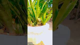 🪴how to care for snake plant | Snake Plant = 100 फायदे 😱 | Best Indoor Plant🪴|  #plants #snakeplant