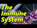 The Human Immune System - What Happens During A COVID Infection?