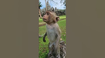 friendly lovely adorable baby monkey 🐒 incredible #shortvideo #shorts #shortsfeed #viral