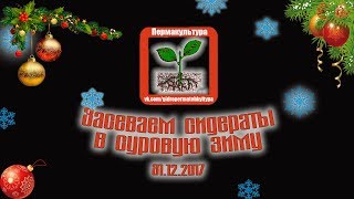 Засеваем сидератами участок на 31.12.2017. Поздравление с Новым 2018 годом