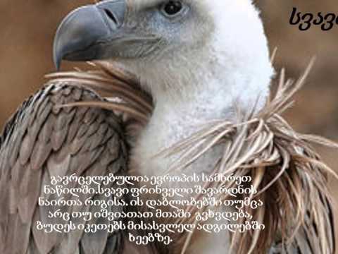 ფრინველები