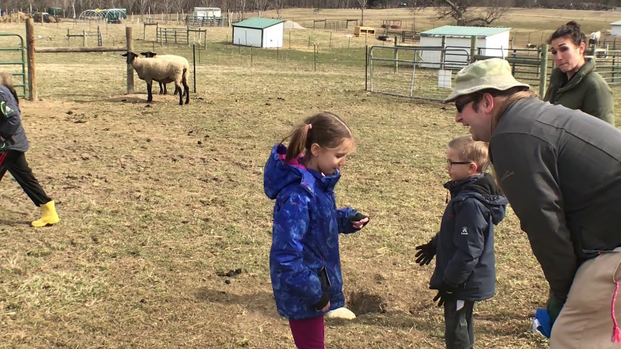 MSU Tollgate Farm Learning About Sheep