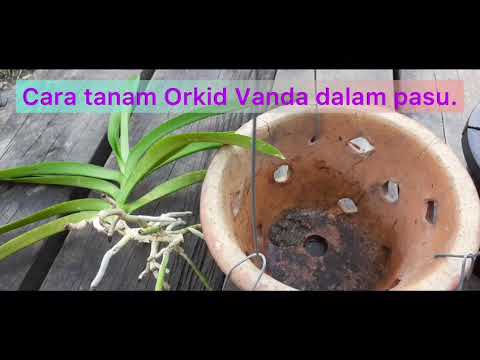 Video: Orkid Wanda: penerangan, penanaman, penjagaan dan pembiakan di rumah