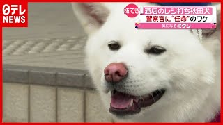 大抜擢！ 酒店の看板犬「梅子」が“警察官”任命のワケ　秋田・小坂町（2021年5月21日放送「news every.」より）