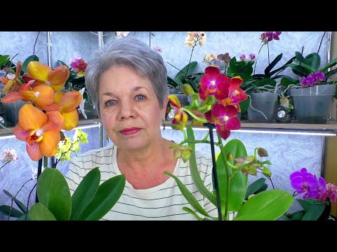 Video: Keltainen phalaenopsis-orkidea. Keltainen orkidea: merkitys