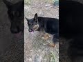 ПОБЕГ ИЗ ШОУШЕНКА #germanshepherd #немецкаяовчарка #gsd