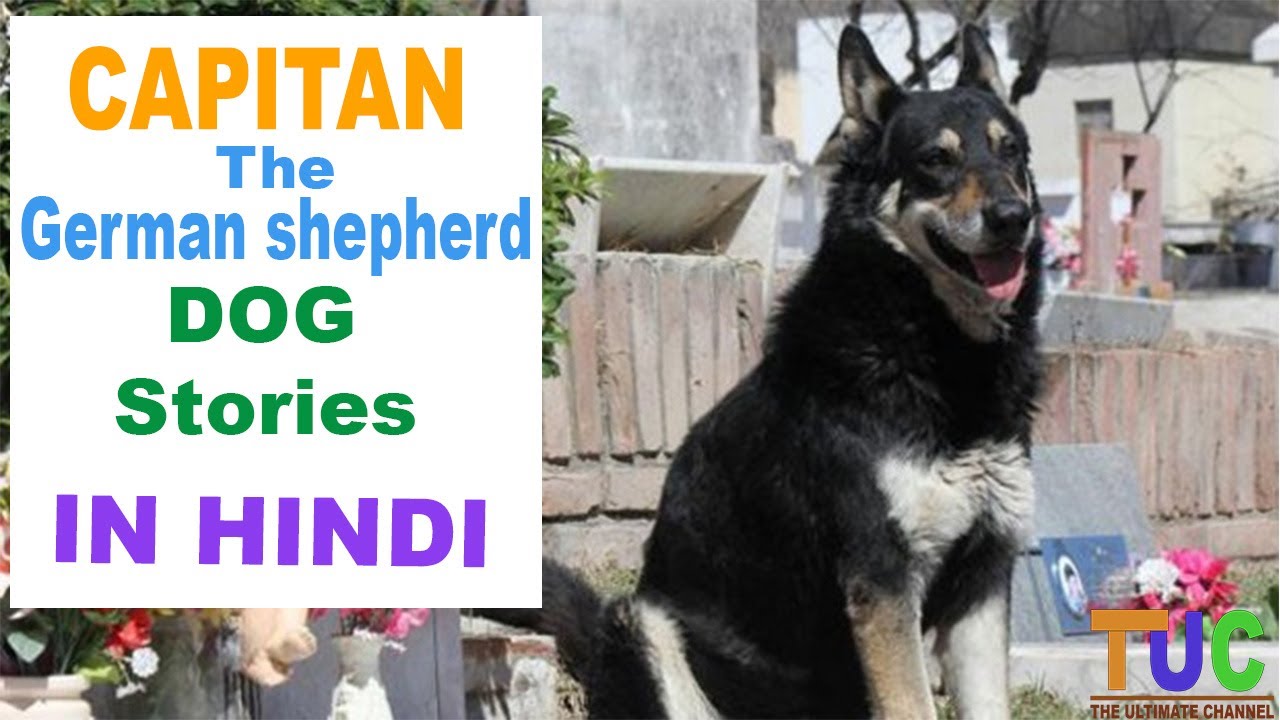 Capitan The German Shepherd Dog story In hindi Popular Dogs Stories