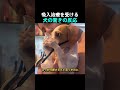 吸入治療を受ける犬の驚きの反応
