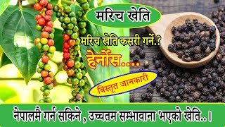 ब्यबसाहिक मरिच को खेति  'Black Pepper Cultivation' कसरि गर्ने.? हेर्नोस बिस्तृत जानकारी.. ।