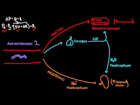 Video: Hiperaldosteronizam: Simptomi, Liječenje, Dijagnoza, Uzroci