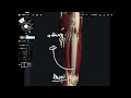 Basic anatomy and functions of hamstrings