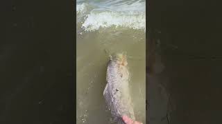 SMOOTH REDFISH Release ?