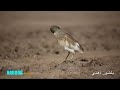 12 فيديو الطيور بلشون ذهبي 12 فيديو الطيور بلشون ذهبي