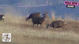 Idaho Combo Hunt for Whitetail & Mule Deer by Chris Dorsey's Outdoor World 2,537 views 1 month ago 14 minutes, 52 seconds