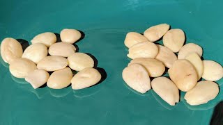 Marcona, the Queen of Almonds, is it really superior?