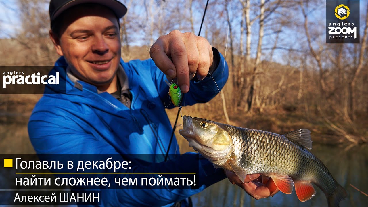 Голавль в декабре: найти сложнее, чем поймать! Алексей Шанин. Anglers Practical