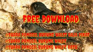 Free Download Suara Panggil Burung Walet Raja Pikat (SUARA PANGGIL WALET)