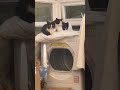 Cats nesting in the woods in the recycling room ❤️🐾🐈⬛ #cats #shorts #cute #sisters