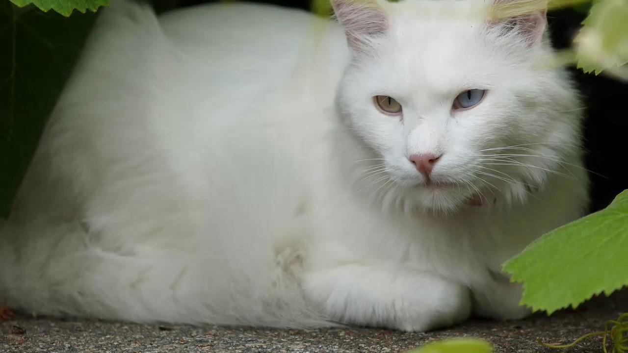 Turkish Angora cat History, Personality, Health, Care ...