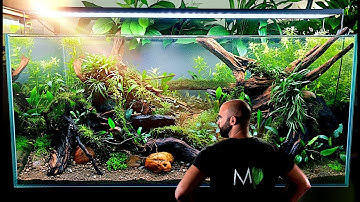Ik voegde planten toe aan mijn zelfbalancerend ecosysteemaquarium en het KWAM TOT LEVEN