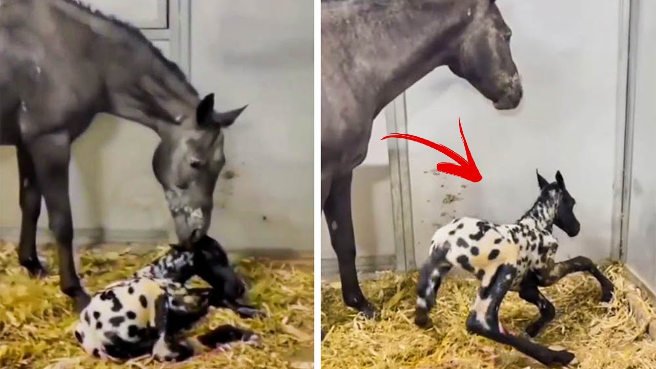 Horse Gives Birth To Foal - The Vet Sees It, He Says ‘Thats Not A Foal'