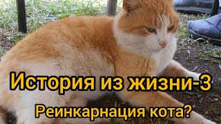 История из жизни  3. Реинкарнация кота?