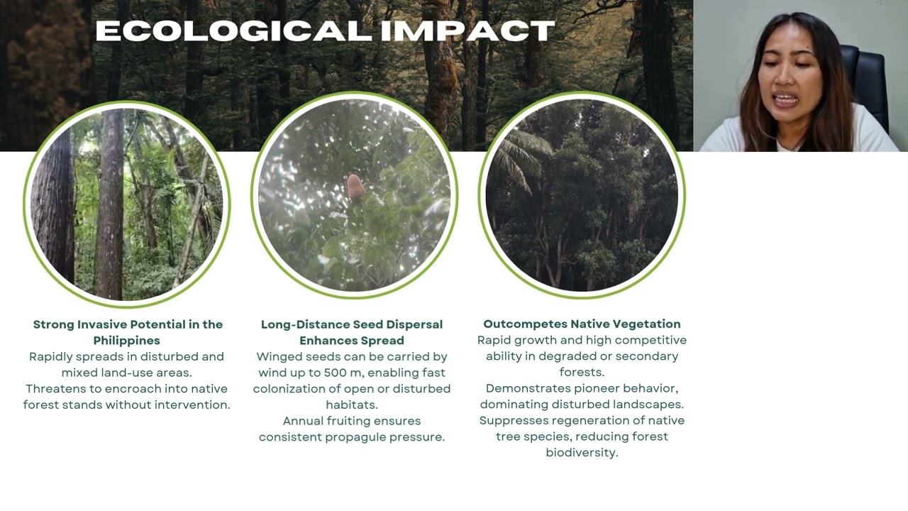 Sweitenia macrophylla Invasive Species in the Philippines
