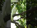 Trees Can Talk — And It’s Mind-Blowing 🌲 #NatureSecrets #TreeFacts #WoodWideWeb #ScienceShorts