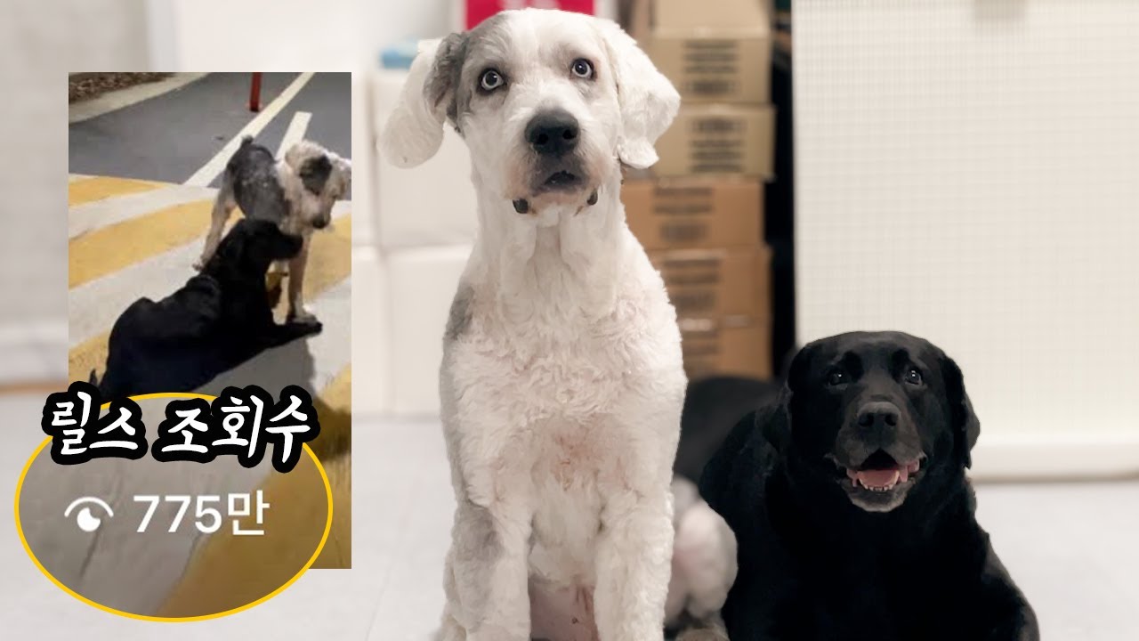 조회수 700만이 넘었는데,, 입양 문의가 없다