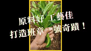 🌳完美生態+古法工藝=正港班章茶滋味🥇大友普洱-班章一號之誕生(中) #shorts