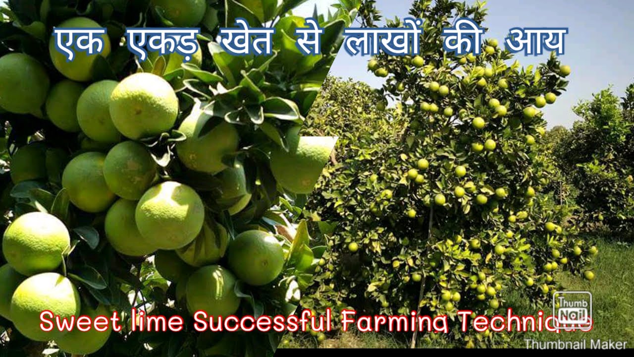अब हर बिजनेस मैन, जॉबहोल्डर करेंगे यह खेती, Sweet lime Successful Farming technique