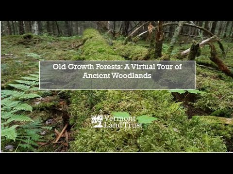 Old Growth Forests: A Tour of Ancient Woodlands